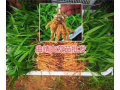 云南白芨苗價格哪里的質(zhì)量好？曲靖大型白芨生產(chǎn)種植農(nóng)場圖2