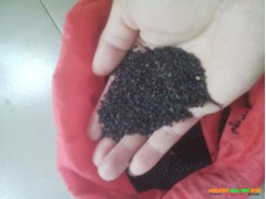 旱半夏_產(chǎn)地小草烏、旱半夏哪里有銷售圖2