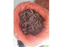 云南小草烏價格(種子)#小草烏種植戶價格#小草烏低價格圖1