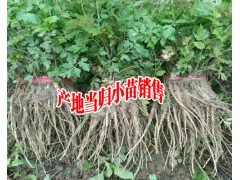 當(dāng)歸種植方法技術(shù)#一畝當(dāng)歸需要多少小苗@當(dāng)歸小苗哪里賣圖1