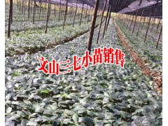 今日三七小苗銷售#三七小苗哪里的好?圖1