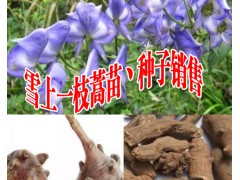 收購(gòu)金鐵鎖根、紫花三叉白芨、冰球子圖3