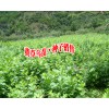 紫花三叉白芨、冰球子收購公司報價#紫花三叉白芨哪里求購