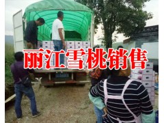 云南麗江雪桃哪里有銷售#雪桃樹苗繁育基地信息圖2