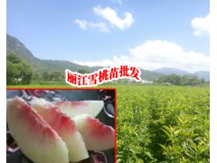雪桃樹(shù)苗價(jià)格便宜是多少麗江雪桃樹(shù)苗#圖2