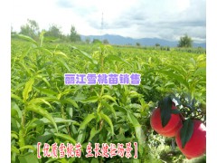 今年雪桃樹苗價格表|云南雪桃樹苗圖1