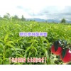 今年雪桃樹(shù)苗價(jià)格表|云南雪桃樹(shù)苗