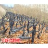 麗江優(yōu)質雪桃樹苗批發(fā)/求購麗江雪桃樹苗