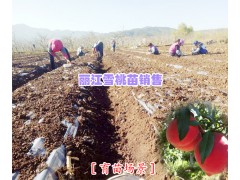 麗江5公分雪桃樹苗|麗江5cm雪桃樹苗|麗江育苗雪桃圖1