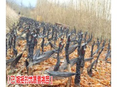 云南雪桃小苗批發(fā)公司（廠家）#雪桃樹(shù)苗批發(fā)基地圖3
