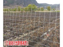 麗江雪桃苗好不好種植_麗江雪桃?guī)自律鲜谐墒熳稍儓D2