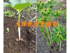 大理重樓芽頭銷售-云南重樓哪種品種好？彌渡重樓圖1