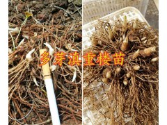 大理重樓芽頭銷售-云南重樓哪種品種好？彌渡重樓圖2