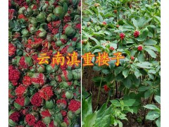 大理大葉滇重樓子價(jià)格&重樓芽頭銷售-云南重樓哪種好？圖2