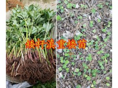 大理大葉滇重樓子價(jià)格&重樓芽頭銷售-云南重樓哪種好？圖3