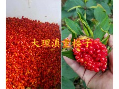 大理重樓采藥種植技術(shù)-保山哪里有出芽重樓苗賣？圖3