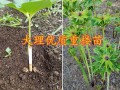 滇重樓的市場(chǎng)現(xiàn)狀前景-云南多芽矮桿滇重樓-矮桿滇重樓子