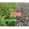 云南早酥紅梨樹苗？昭通紅梨樹苗批發(fā)價格15125404188