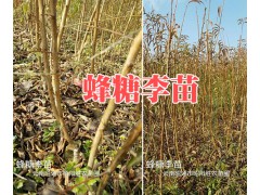 兩年生的紅梨樹苗銷售&昭通蘋果苗木批發(fā)-云南紅梨苗圖2