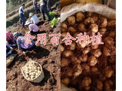 曲靖百合球種批發(fā)-云南百合球種植時(shí)間方法@百合批發(fā)圖1