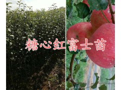 曲靖密脆蘋(píng)果圖片-密脆蘋(píng)果批發(fā)商-密脆蘋(píng)果批發(fā)價(jià)格怎么樣？圖2