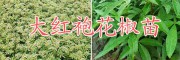 曲靖李子苗、大紅袍花椒苗銷售價(jià)，云南黃金李子苗