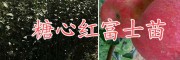 曲靖黃金李樹苗基地，自產(chǎn)自銷云南高產(chǎn)大紅袍花椒苗