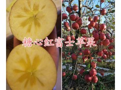 昆明周邊糖心紅富士蘋果批發(fā)商/曲靖糖心紅富士蘋果批發(fā)供應(yīng)圖2