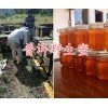 蜂王漿價(jià)格-土蜂蜜和百花蜜一樣嗎？紅河土蜂蜜銷售