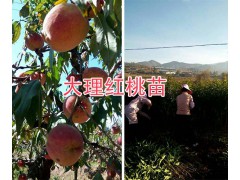 袋裝映霜紅桃苗批發(fā)&映霜紅桃樹苗的價(jià)格-大理桃苗商圖1