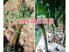 袋裝映霜紅桃苗批發(fā)&映霜紅桃樹苗的價(jià)格-大理桃苗商圖3