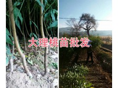供應(yīng)楚雄桃苗、冬桃苗和映霜紅桃苗種植13577231933圖1