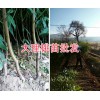 供應(yīng)楚雄桃苗、冬桃苗和映霜紅桃苗種植13577231933