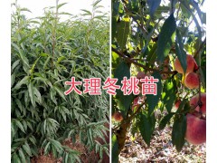映霜紅桃苗-大理云龍縣哪里有映霜紅桃苗/紅桃苗基地圖1
