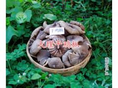 云南油雞樅-大理干雞樅、雞樅油廠家-087164155848圖1