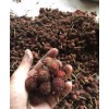 砂仁供應(yīng)_亞熱帶砂仁,今年砂仁報價 17787935151