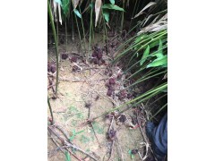 近期砂仁苗基地行情價(jià)格_砂仁苗好不好種植？圖3
