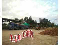 云南冷庫干姜-曲靖小黃姜生產(chǎn)基地&羅平黃姜收購#冷庫鮮姜，干姜倉儲圖3
