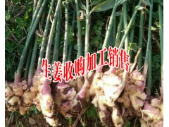 云南低硫姜銷售、干姜片、姜片加工廠，曲靖生姜種植*冷庫鮮姜，干姜倉儲圖3