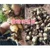 滇黃精一畝地需要多少種子？普洱黃精基地種苗供應(yīng)