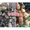 滇黃精苗的栽培技術(shù)-云南黃精苗銷(xiāo)售-普洱滇黃精塊莖苗