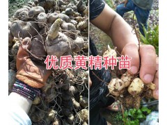滇黃精苗批發(fā)價-普洱黃精苗、塊莖苗銷售14736739836圖2