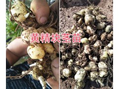 求購(gòu)黃精種苗&黃精種苗價(jià)格，紅河/文山黃精苗銷售圖2