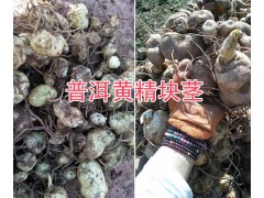 求購(gòu)黃精種苗&黃精種苗價(jià)格，紅河/文山黃精苗銷售圖3