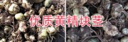 普洱白花黃精種苗，黃精塊莖苗產(chǎn)地自銷(xiāo)/14736739836