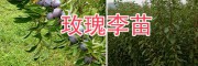 玫瑰李（脆紅李）樹(shù)苗-大理李子苗批發(fā)基地