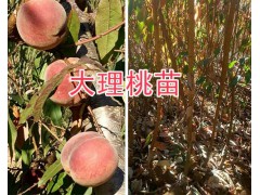 哪種冬桃苗好？大理中華2號冬桃苗銷售-25萬棵冬桃苗圖1