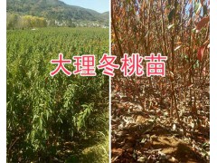 哪種冬桃苗好？大理中華2號冬桃苗銷售-25萬棵冬桃苗圖3