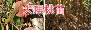 大理冬桃苗銷(xiāo)售農(nóng)場(chǎng)：中華2號(hào)冬桃苗