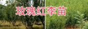 大理玫瑰李苗、脆紅李子樹苗批發(fā)，李子苗技術(shù)指導(dǎo)